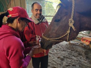 Cavallo che mangia dalla mano