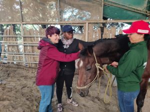 Cavallo che si fa accarezzare